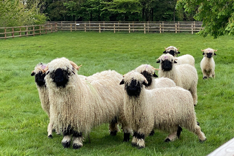 Valais Blacknose - Red Kite Farms